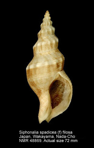 Siphonalia spadicea (f) filosa.jpg - Siphonalia spadicea (f) filosaA.Adams,1863